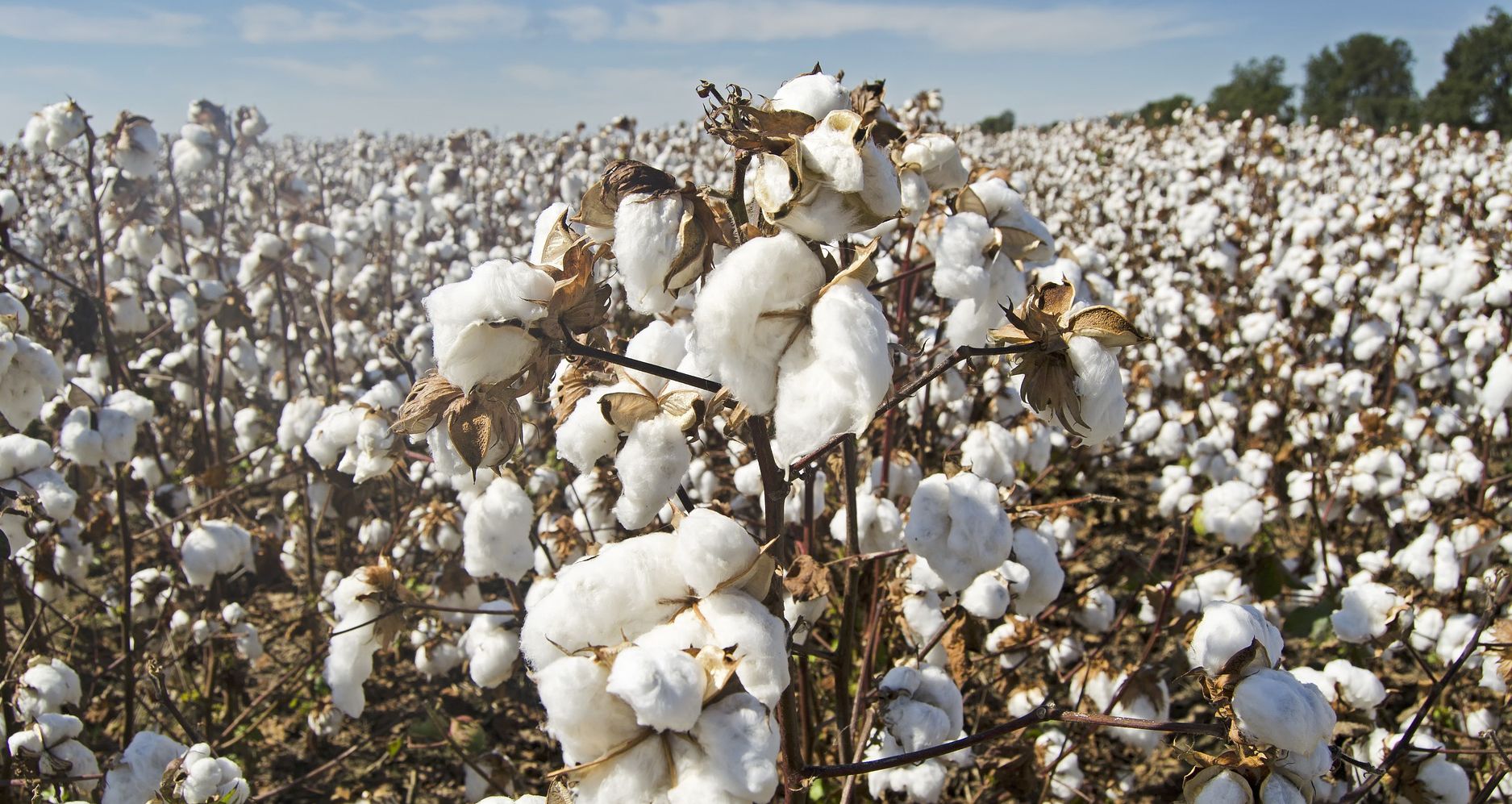 America’s Cotton Shortage Might Take the Shirt Off Your Back Headline